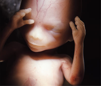 Ребенок В 14 Недель Беременности Фото